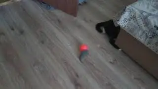 Реакция кота Гитлера на игрушку