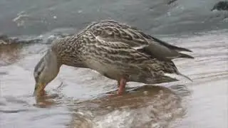 Утки у ручья и на Онежском озере