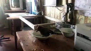Зойка моется