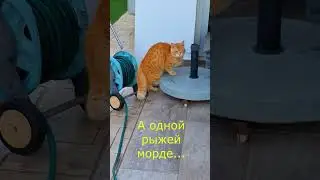 Утро котов Кто-то спокоен,а кто то хулиганит.#cats #коты