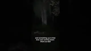 Screeching owls hunt in my yard @amazon.gregdude