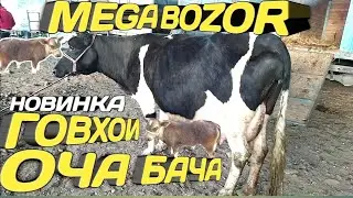 Мол бозор Точикистон / Мол бозор Нархои гову гусаладор ва хуножин / Регар