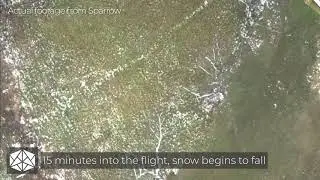 Sparrow in heavy snow