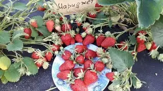 Мариджет или Маригетт (ремонтант) клубника, описание сорта Французский сорт