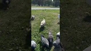 #feeding #animals #burds #canada #viralvideos #shorts #shortsfeed #youtubeshorts