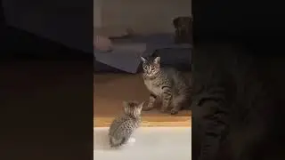 коты и кошки.