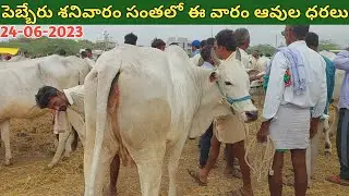 పెబ్బేరు శనివారం సంతలో ఈవారం ఆవుల ధరలు | Pebbair cow market | cow videos | cow mandi ‎@purnafarms 