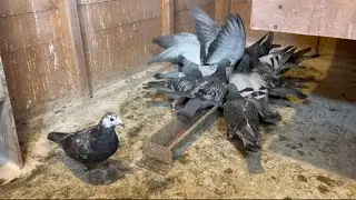 Racing Pigeons looking good now! Pigeon season now over.