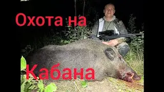 охота на кабана 2023 год