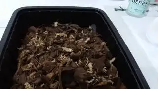 Башмачок часть2