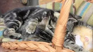 Chaton trop mimi avec sa maman