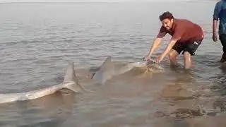 Dolfin in kavi kamboi sea 1
