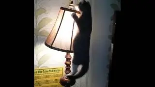 Попробуй не засмеяться.. Весёлые животные.. Приколы с котами 2017