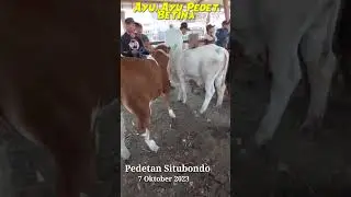PEDET SUPER.. PEDET BETINA SITUBONDO [ Update Pasar Sapi Situbondo 7 Oktober 23]