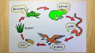 Gambar rantai makanan yang mudah