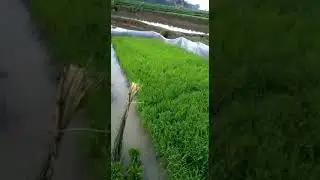 HASILL MENGGUNAKAN PUPUK JAGO TANI.  . BIBIT PADI MAKIN HIJAUU TUMBUH SEGAR