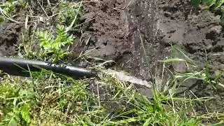 Полив катрошки.