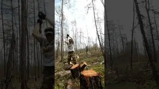Chopping wood / Колка чурок из лиственницы