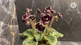 Цветущие фиалки. Cabbage Goddess, Pixie Parade, Прозрачный Аметист, Vi-Lotos, Black Pearl