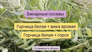 Бинарные посевы. Горох+горчица, вика+горчица
