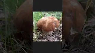 САМЫЙ КРАСИВЫЙ ГРИБ ! ПОСМОТРИТЕ !
