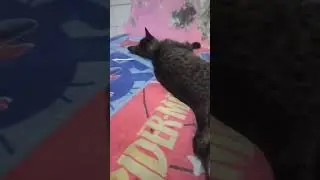 masih  kecil. udah.  hamil