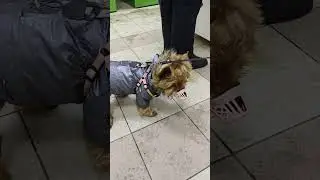 Слабонервным не смотреть! бойцовая собака! ОПАСНОсть!