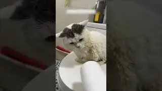 A stray cat looked into a store looking for food and ended up finding a family.