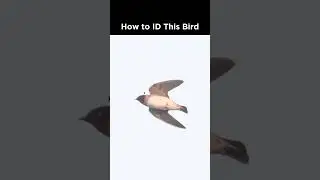 Can you identify this swallow?