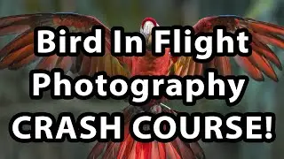 Bird In Flight Photography - Crash Course!