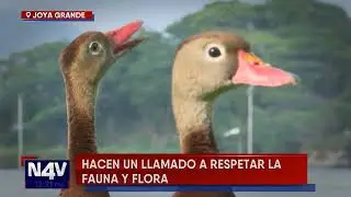 LIBERACIÓN DE PICHICHES EN LAGO DE ILOPANGO
