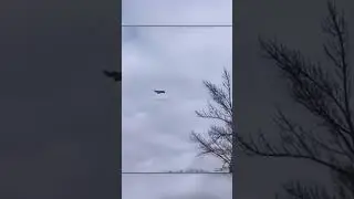 Белка Упала с Большой Высоты