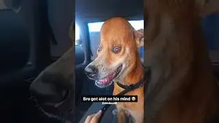 Who Bonked My Dog With A Cartoon Hammer 💔