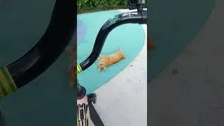 #кот  #котнадороге #велосипед