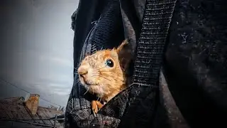 Білчення Пікачу. Втомився після прогулянки 🦝💤 / Squirrel Pikachu  is tired after a walk #squirrel