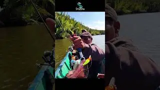 Mancing Trolling Strike Mangrove Jack Besar #fishing #simancing #mancingmania