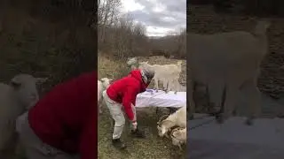 #экскурсия . Козочки🐐тоже😌любят шашлычки #goat #юмор