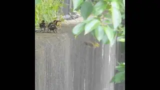 The moment a scared baby duck finds courage
