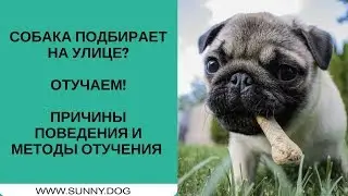 Подбирает на улице? Отучаем! Причины поведения, методы отучения и план работы