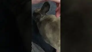 Curious Cashmere!