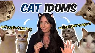 Learn English with Cat Idioms – English Idioms Explained for Beginners