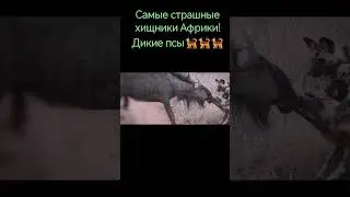 Разрывают заживо- дикие собаки Африки! 