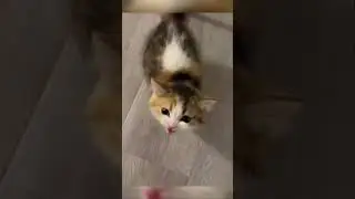cats #catsmeme #cats #cat #day #thebest #catmemes #video #videoshort #catsshorts