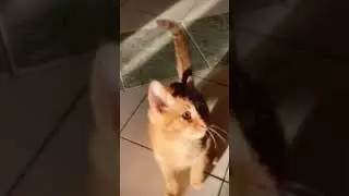 ИНТЕРЕСНАЯ ИСТОРИЯ СИМБОЧКИ МЛАДШЕГО!😳