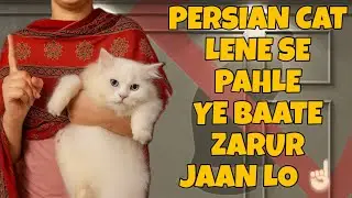 Persian Cat Lene Se Pehle Ye 5 Baatein Zarur Jaan Lo !🐱|Persian Cats | Cat Information |
