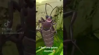 Eu e minha filha cantando a música da batata. 😂