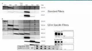 Obtaining Statistically Significant Western Blots