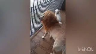 SIMBA É VOCÊ? 😱#dogs dogs