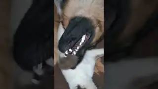 А говорят любви между 🦮❤️🐈 не бывает.