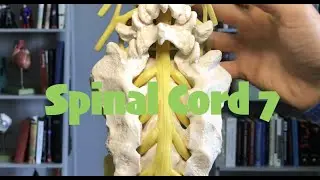Spinal Cord 7